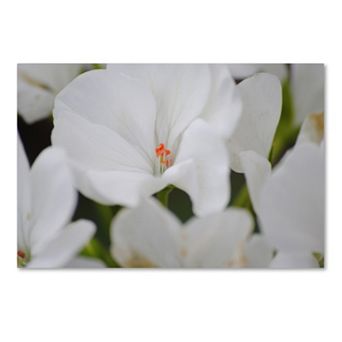 Trademark Fine Art Clustered Canvas Wall Art