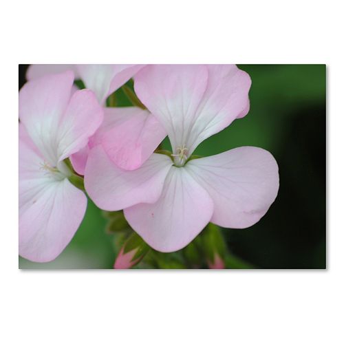 Trademark Fine Art Devine Feel Canvas Wall Art