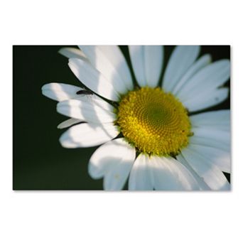 Trademark Fine Art Hidden in Shadows Canvas Wall Art