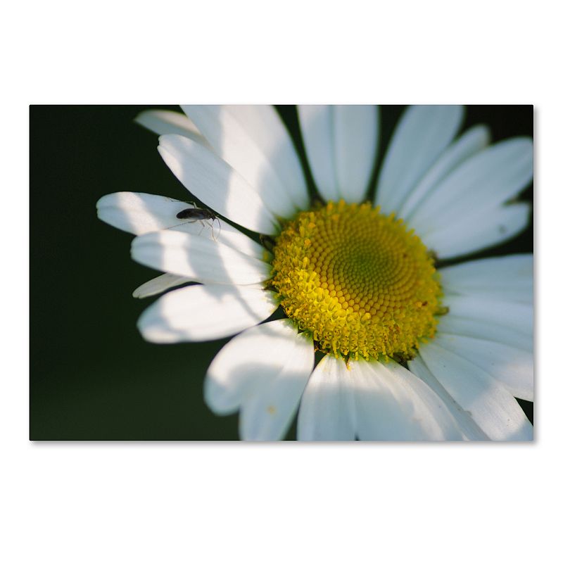 Trademark Fine Art Hidden in Shadows Canvas Wall Art, White