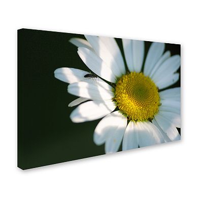 Trademark Fine Art Hidden in Shadows Canvas Wall Art
