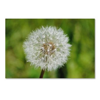 Trademark Fine Art Make a Wish Canvas Wall Art