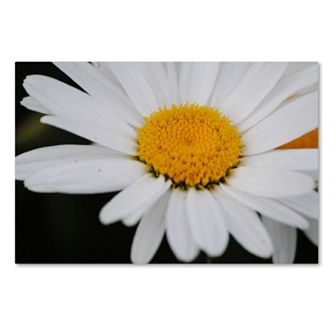 Trademark Fine Art Sweet Splendor Canvas Wall Art