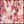 Ivory Pink