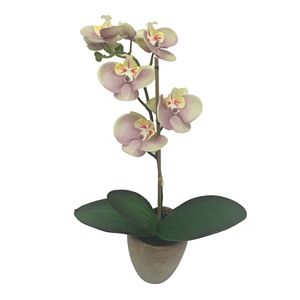 SONOMA Goods for Life™ Artificial Orchid Potted Plant