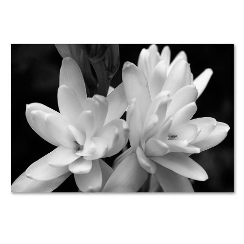 Trademark Fine Art Tuber Rose In Black And White Canvas Wall Art
