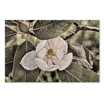 Trademark Fine Art "White Magnolia" Canvas Wall Art