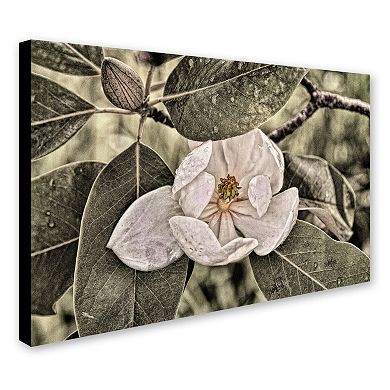 Trademark Fine Art "White Magnolia" Canvas Wall Art