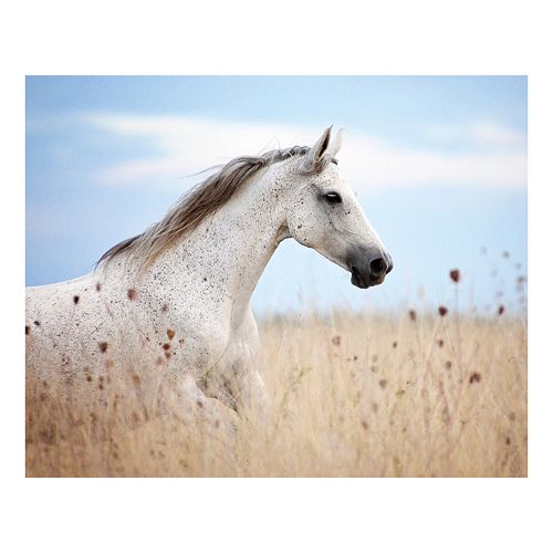 Field Of Beauty Canvas Wall Art