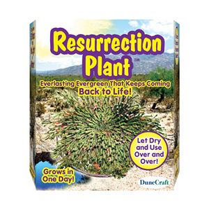 Dunecraft Resurrection Plant