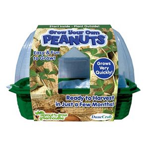 Dunecraft Grow Your Own Peanuts Plant Kit