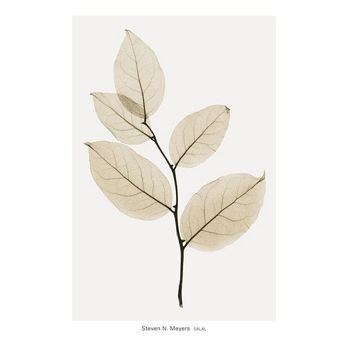 Art.com Salal Wall Art Print