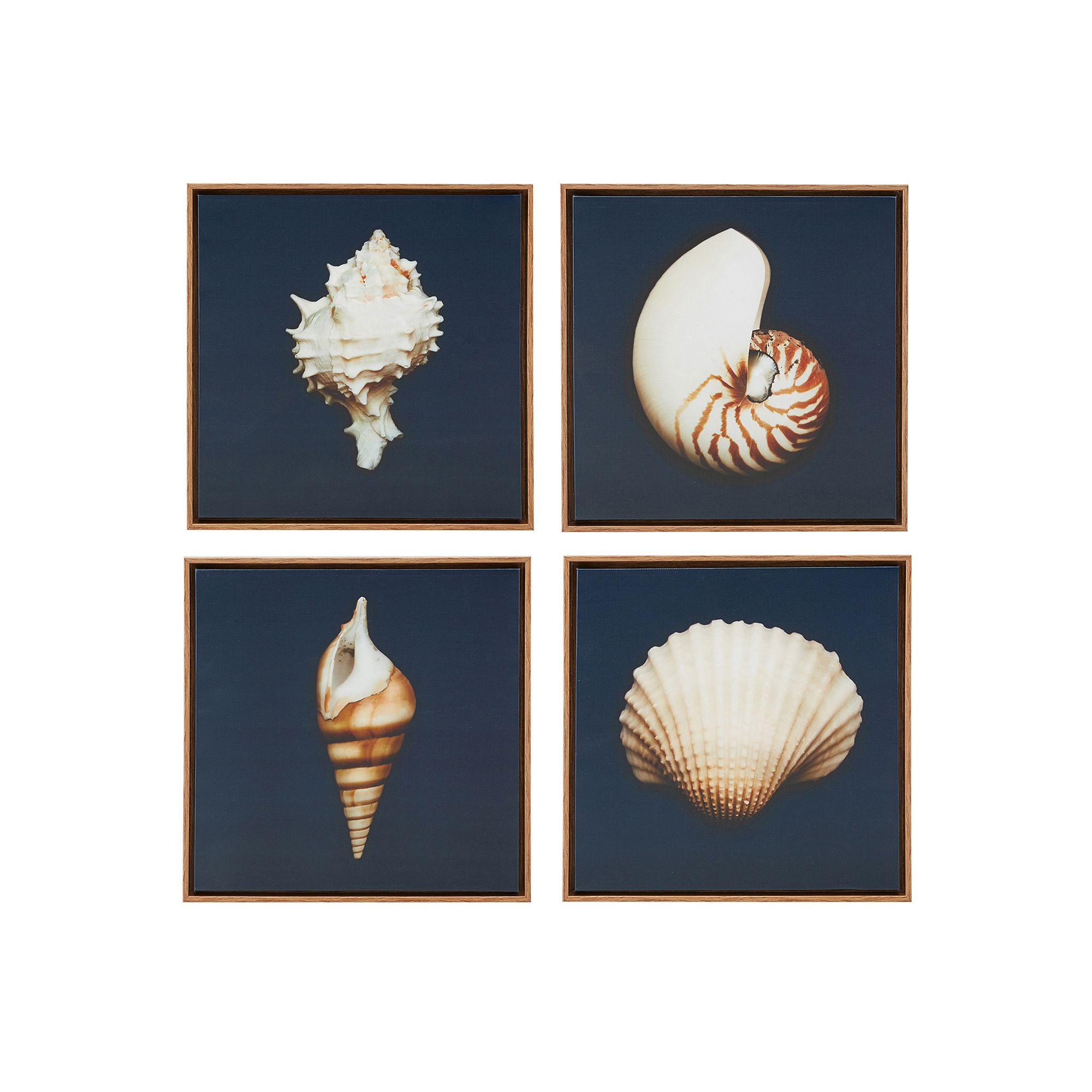Madison Park Ocean Seashells Framed Canvas Wall Art 4-piece Set, Blue