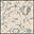 Ivory Slate