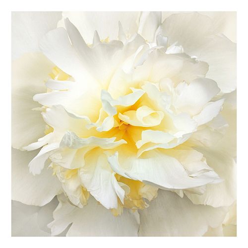 Sunrise Peony Canvas Wall Art