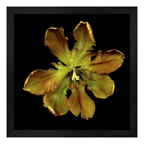 Parrot Tulip 1 Framed Wall Art