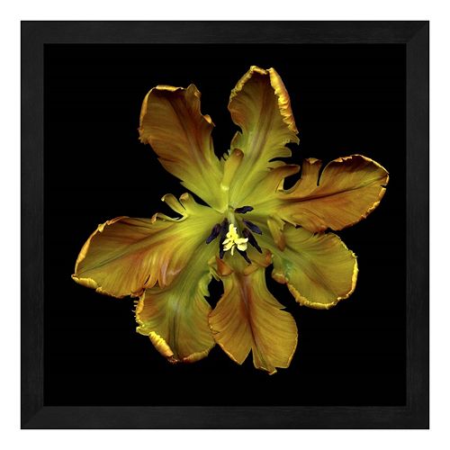 Parrot Tulip 1 Framed Wall Art