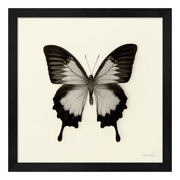 Butterfly Wall Art & Canvas Prints, Butterfly Panoramic Photos, Posters,  Photography, Wall Art, Framed Prints & More