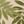 Ivory Green