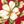 Roma Floral