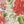 Breeze Floral