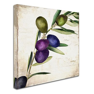 Trademark Fine Art Olive Branch III Canvas Wall Art