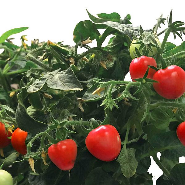 Miracle-Gro AeroGarden Mighty Mini Cherry Tomato 3-Pod Seed Kit