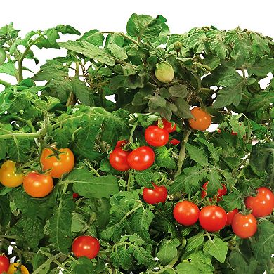 Miracle-Gro AeroGarden Red Heirloom Cherry Tomato 9-Pod Seed Kit