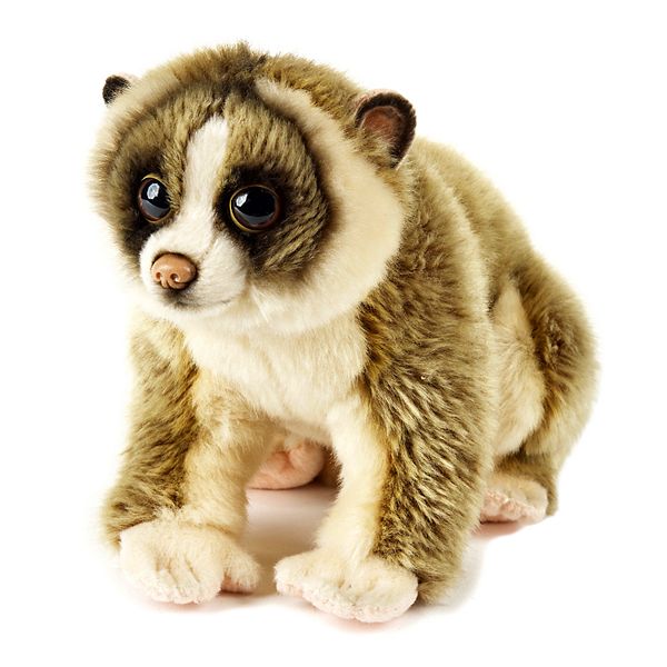 Clearance – Slow Loris