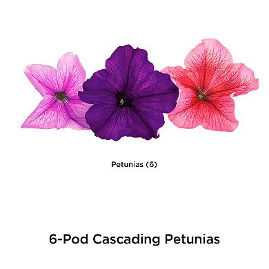 Miracle-Gro AeroGarden Cascading Petunia 6-Pod Seed Kit
