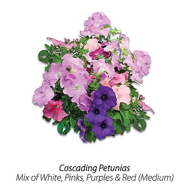 Miracle-Gro AeroGarden Cascading Petunia 9-Pod Seed Kit