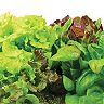 Miracle-Gro AeroGarden Heirloom Salad Greens 6-Pod Seed Kit 