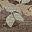 Brown Floral