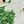 Green Snowmen