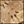 Ivory Brown