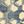 Ivory Gray
