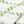 Green Ivory Plaid