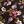 Plum Fall Floral