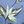 Blue Tropic Leaves