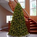 Starting at 40% off Christmas Trees