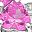 Created Pink Sapphire