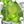 Peridot