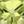 Peridot
