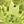 Peridot
