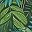 Green Palm