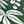 Green Tropical