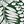 Green Palm