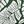 Green Palm