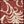 Red Ivory