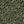 Deep Fern